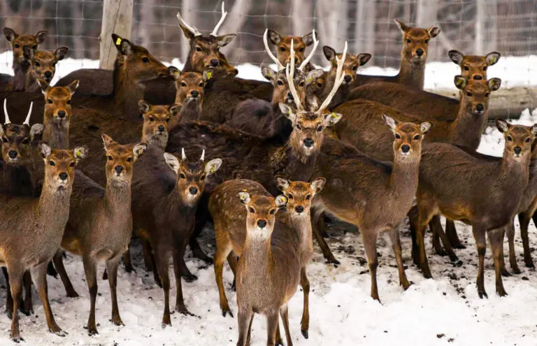 Sanglier - Le Rieur Sanglier