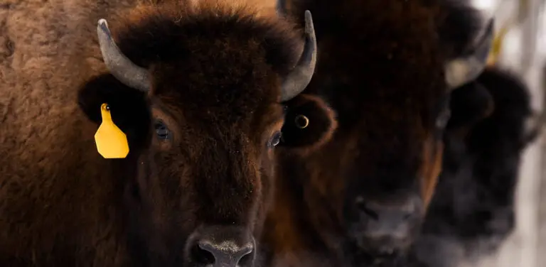 Le Rieur Sanglier - Bisons