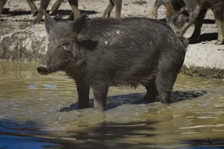 Sanglier - Le Rieur Sanglier