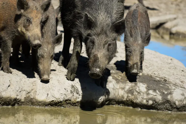 Sanglier - Le Rieur Sanglier