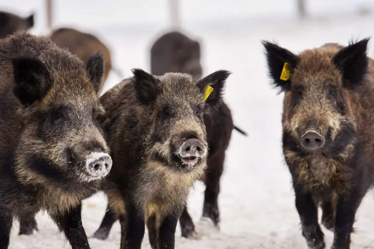 Sangliers en Mauricie